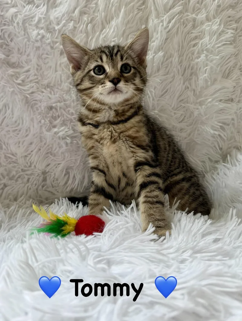 A baby medium-sized male Tabby (Brown / Chocolate) Domestic Short Hair cat named Tommy for adoption in Copley, OH