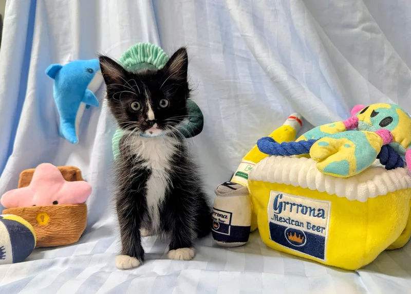 A baby large-sized male Domestic Short Hair cat named Blaze for adoption in Los Angeles, CA