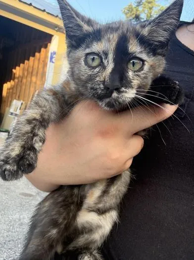 A baby small-sized female Tortoiseshell Domestic Medium Hair cat named Willow for adoption in Liverpool, TX