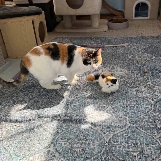 An adult large-sized female Calico Domestic Short Hair cat named Athena for adoption in Newark, NJ