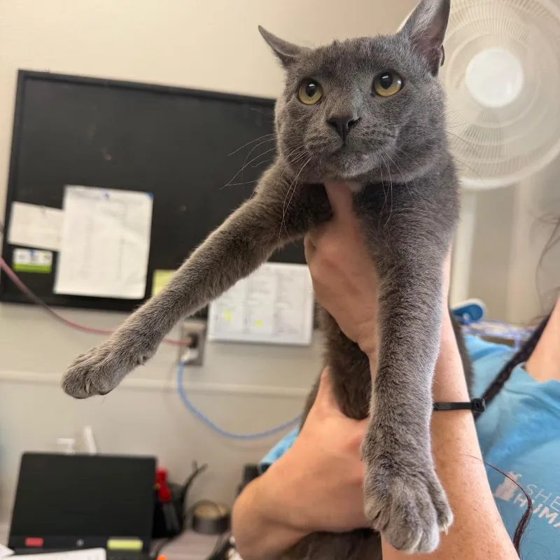 An adult medium-sized male Gray / Blue / Silver Domestic Short Hair cat named Khal Drogo for adoption in Columbiana, AL