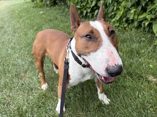 An adult medium-sized male Bull Terrier dog named Tico for adoption in Omaha, NE