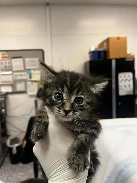 A baby small-sized female Domestic Short Hair cat named Pheonix for adoption in Thousand Palms, CA