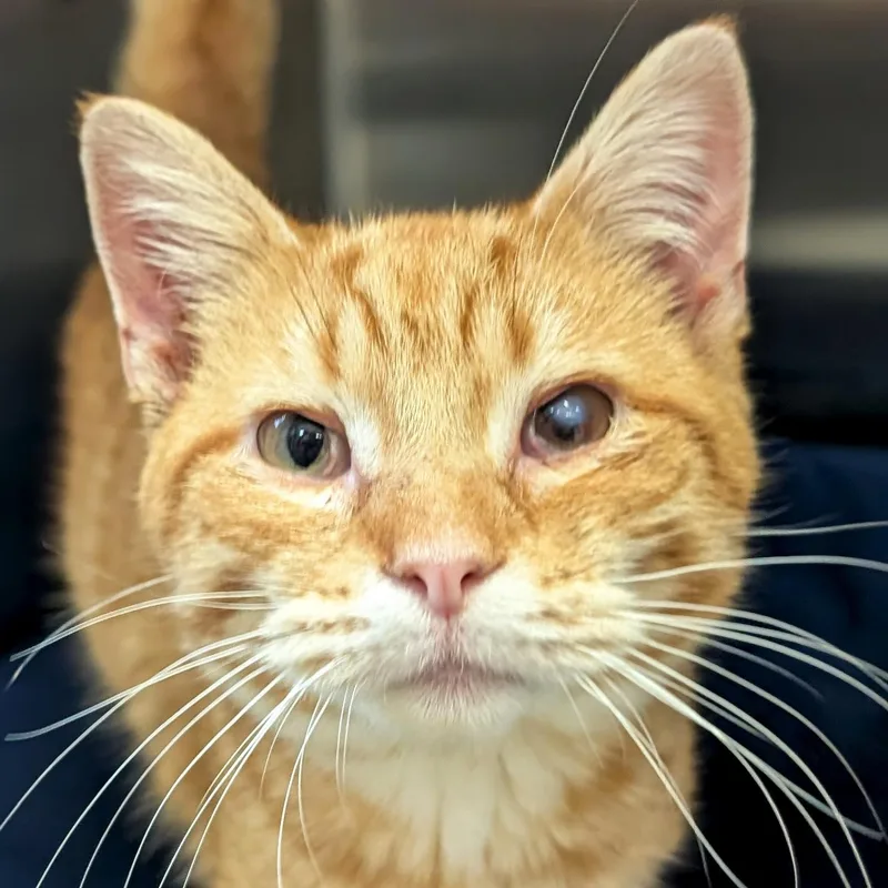 A young small-sized male Tabby (Orange / Red) Domestic Short Hair cat named Yardstick for adoption in Jefferson, WI