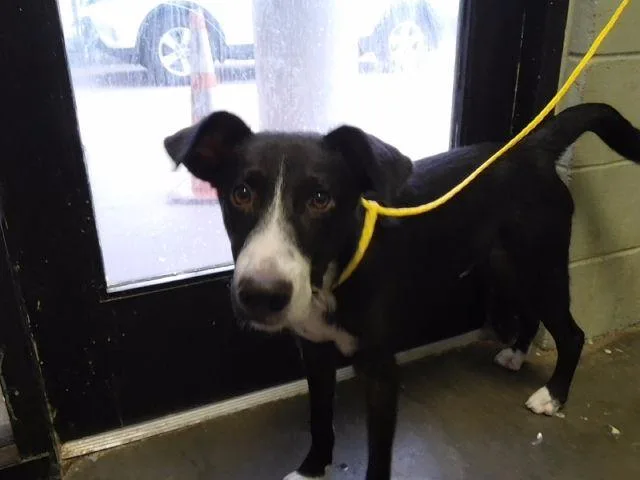 A young medium-sized male Australian Cattle Dog / Blue Heeler dog named Squirt for adoption in Tulsa, OK