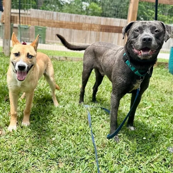 A young large-sized male Gray / Blue / Silver American Staffordshire Terrier dog named Baer Bubbie Your Water for adoption in Friendswood, TX