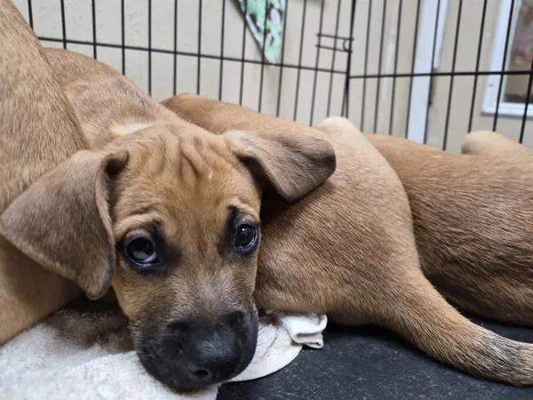 A baby large-sized male Boxer dog named Morbius for adoption in Oceanside, CA