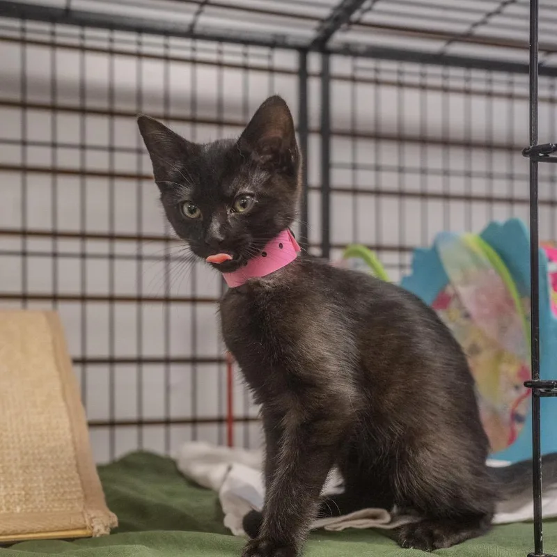 A baby small-sized female Black Domestic Medium Hair cat named Ponyo for adoption in Pawling, NY
