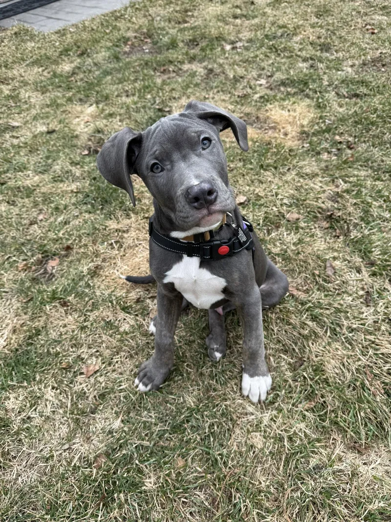 A baby medium-sized male Mixed Breed dog named Gadalf for adoption in Shelburne, VT