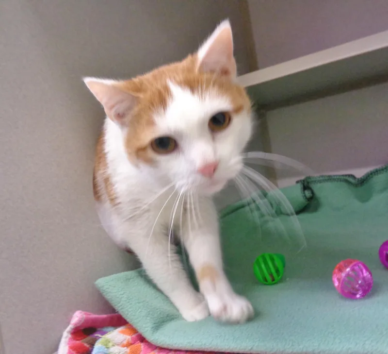 An adult medium-sized male Orange & White Domestic Short Hair cat named Wilbur for adoption in Delhi, NY
