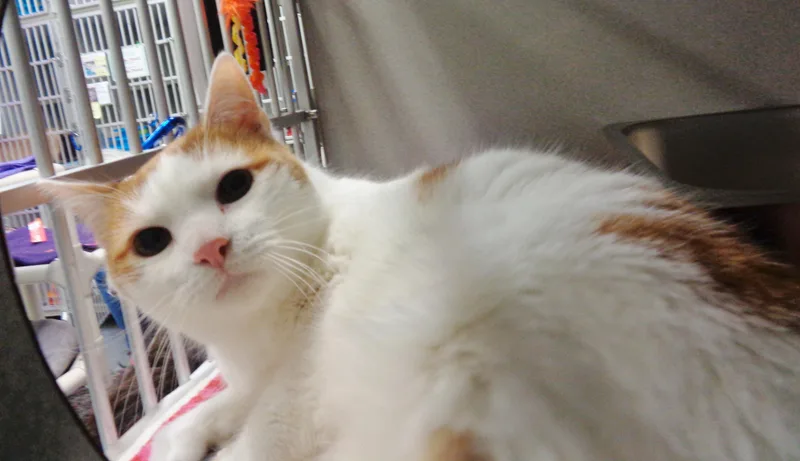 Wilbur thumbnail 2