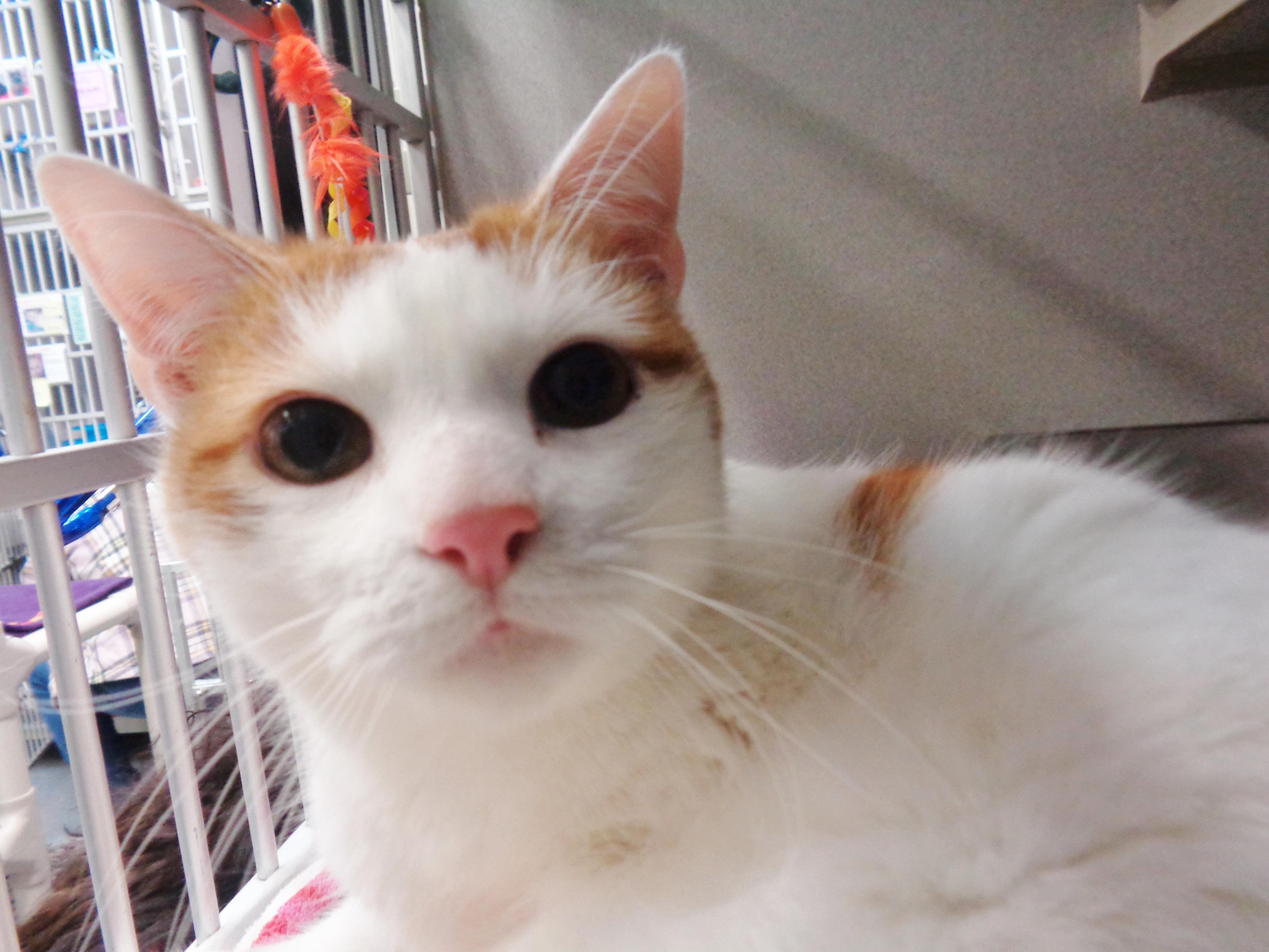 Wilbur thumbnail 3