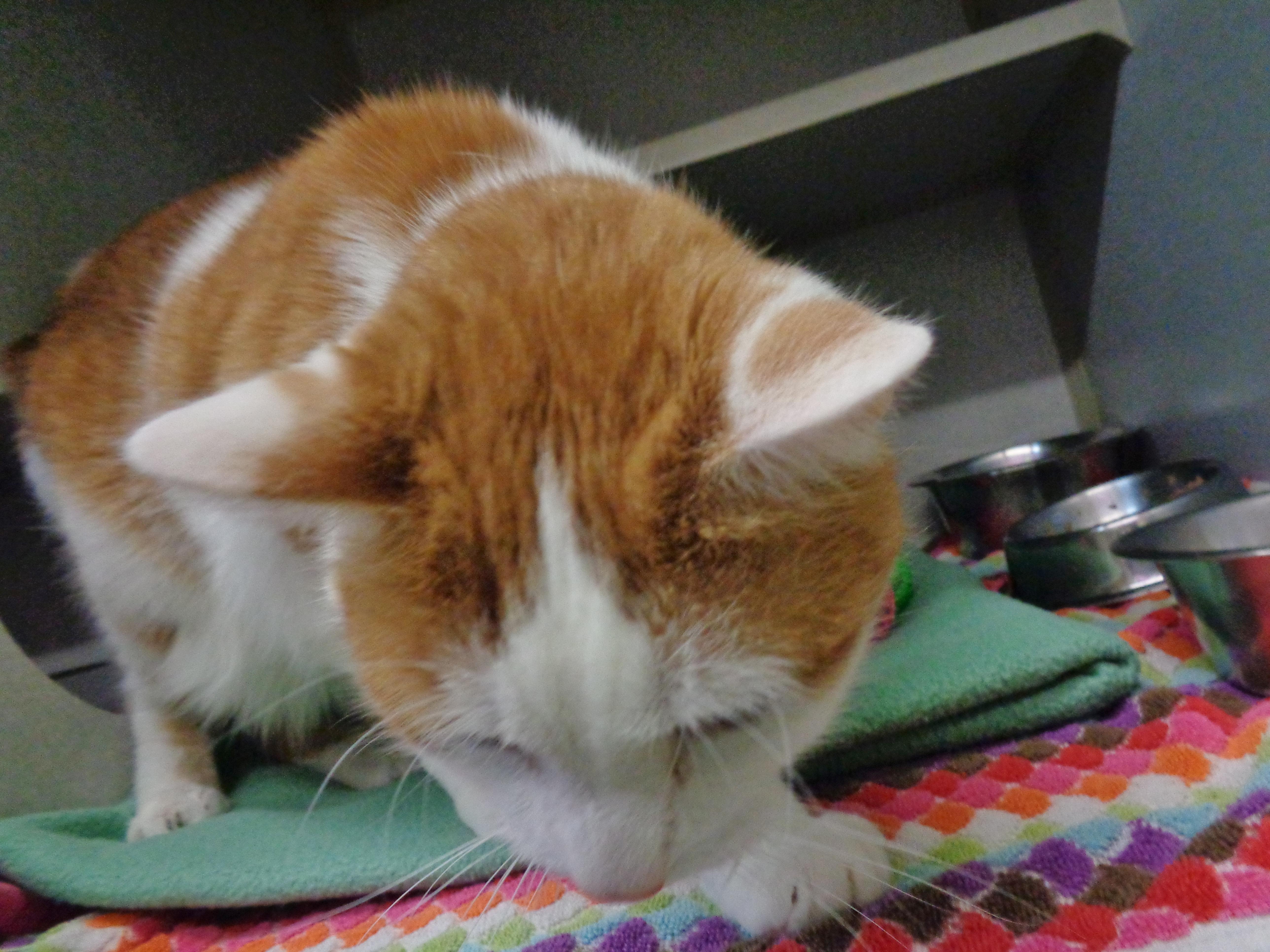 Wilbur thumbnail 4