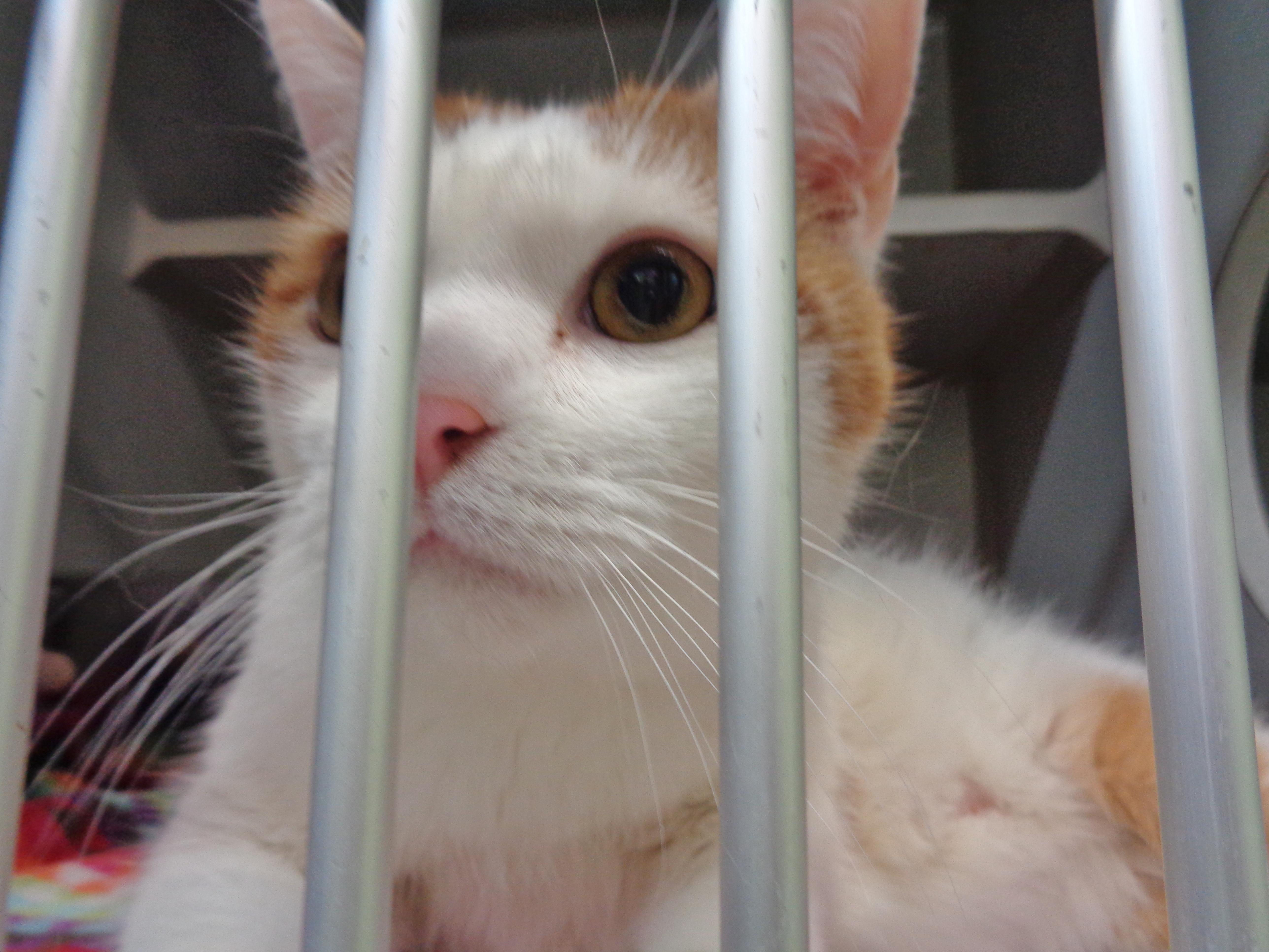 Wilbur thumbnail 5
