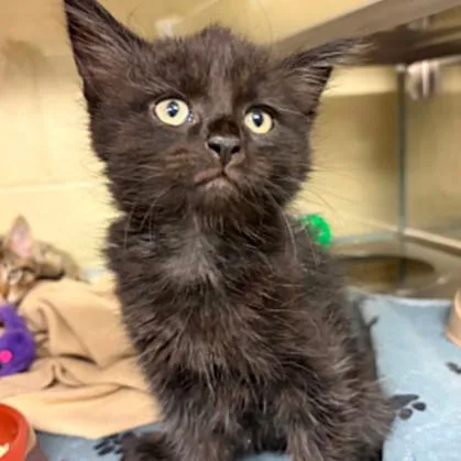 A baby small-sized male Black Domestic Short Hair cat named Papaya for adoption in Concord, NC