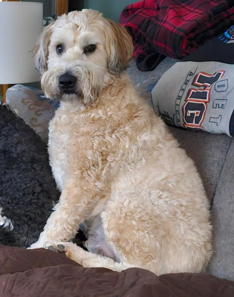 Linus