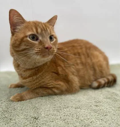 A young medium-sized male Domestic Short Hair cat named Frito for adoption in Bowling Green, KY