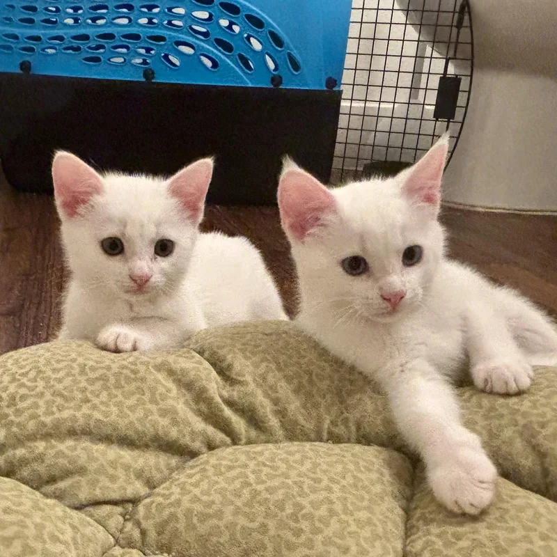 A baby medium-sized female White Domestic Short Hair cat named Alexis for adoption in Garland, TX