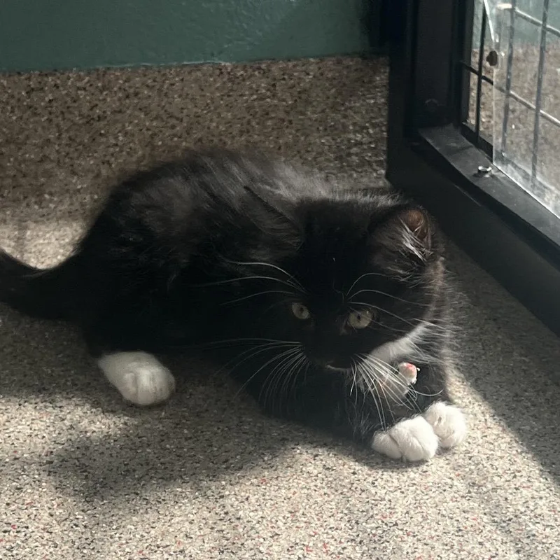 A baby small-sized female Black Domestic Medium Hair cat named Venus for adoption in Sarasota, FL