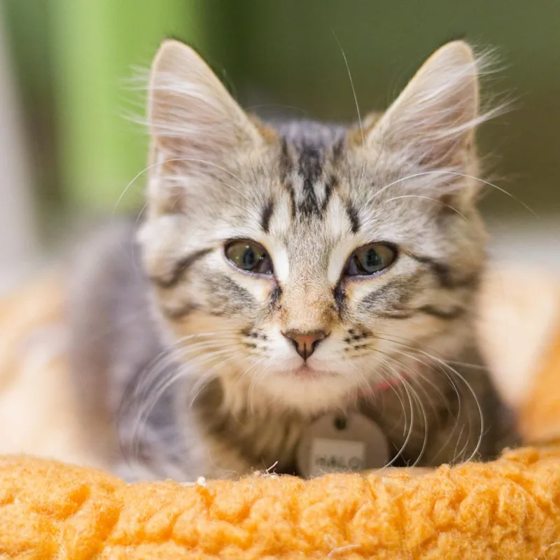 A baby medium-sized female Domestic Long Hair cat named Halo for adoption in Hot Springs, AR