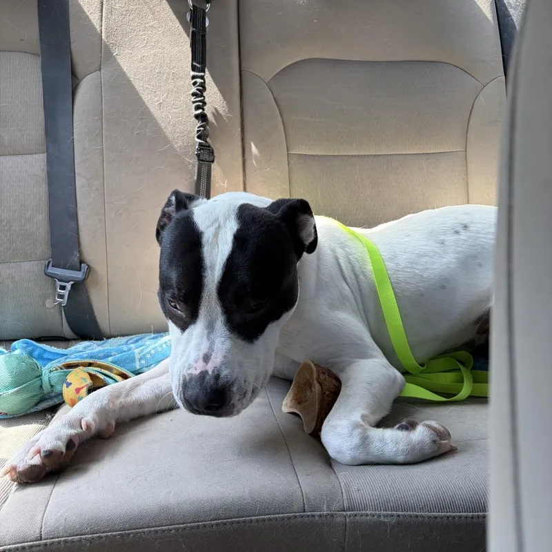 An adult medium-sized male White / Cream Pit Bull Terrier dog named Luka for adoption in Hope Mills, NC