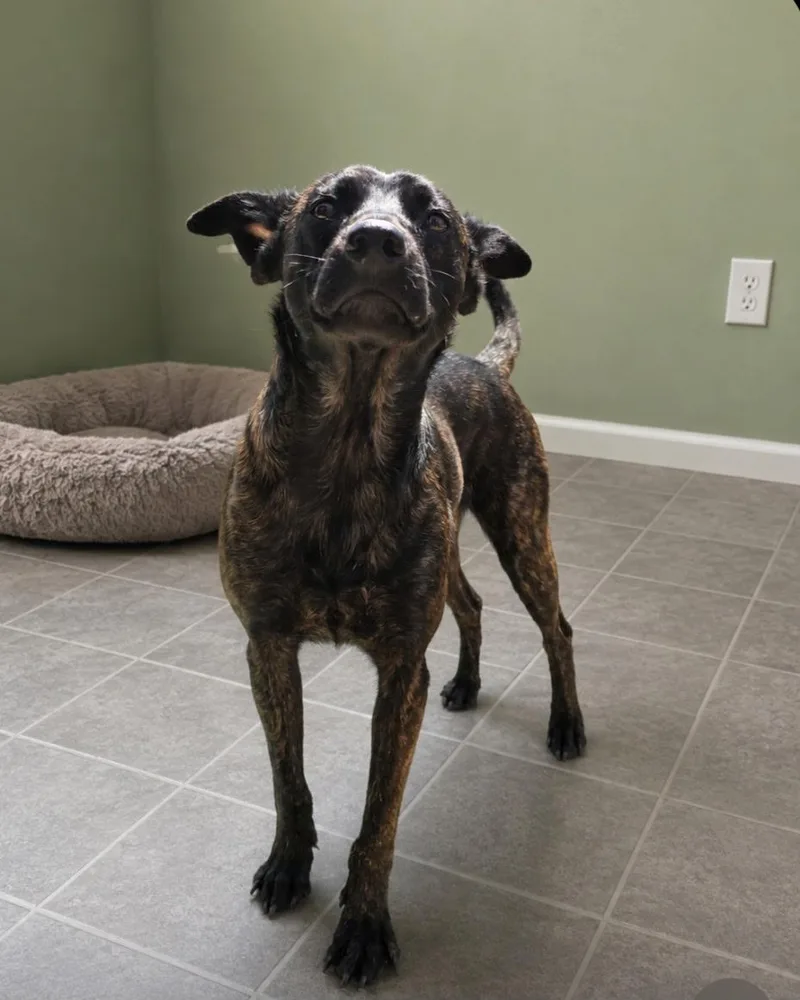 A young medium-sized male Shepherd dog named Bill for adoption in Duxbury, MA