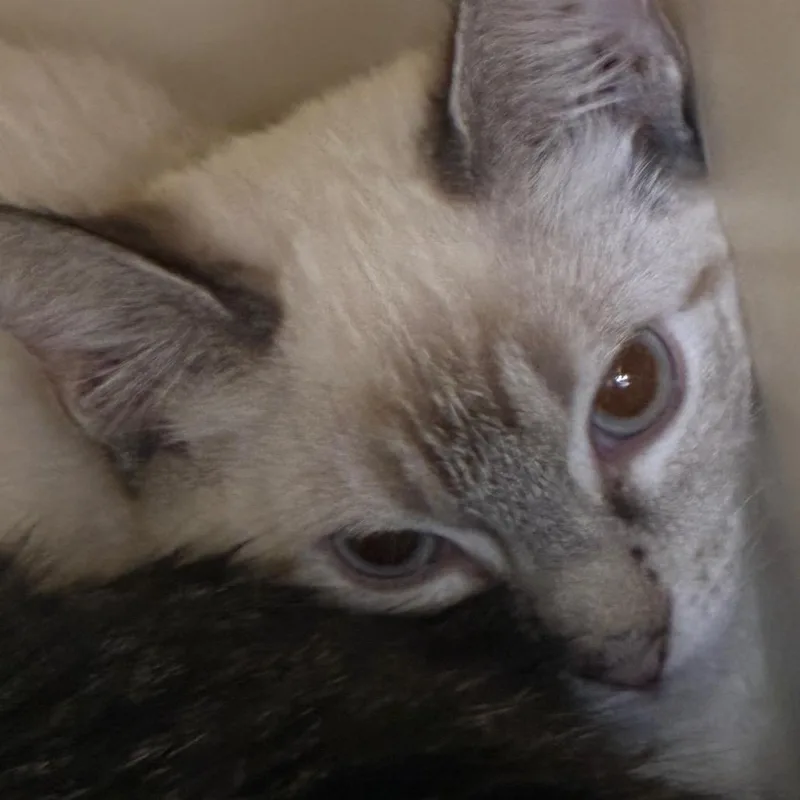 A senior small-sized female White Siamese cat named Snowflake for adoption in Yuma, AZ