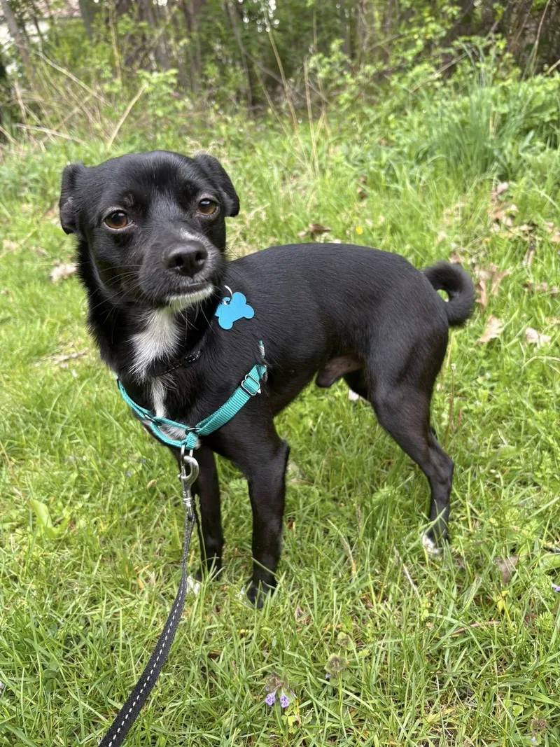 An adult small-sized male Chihuahua dog named Reginald for adoption in Wappingers Falls, NY