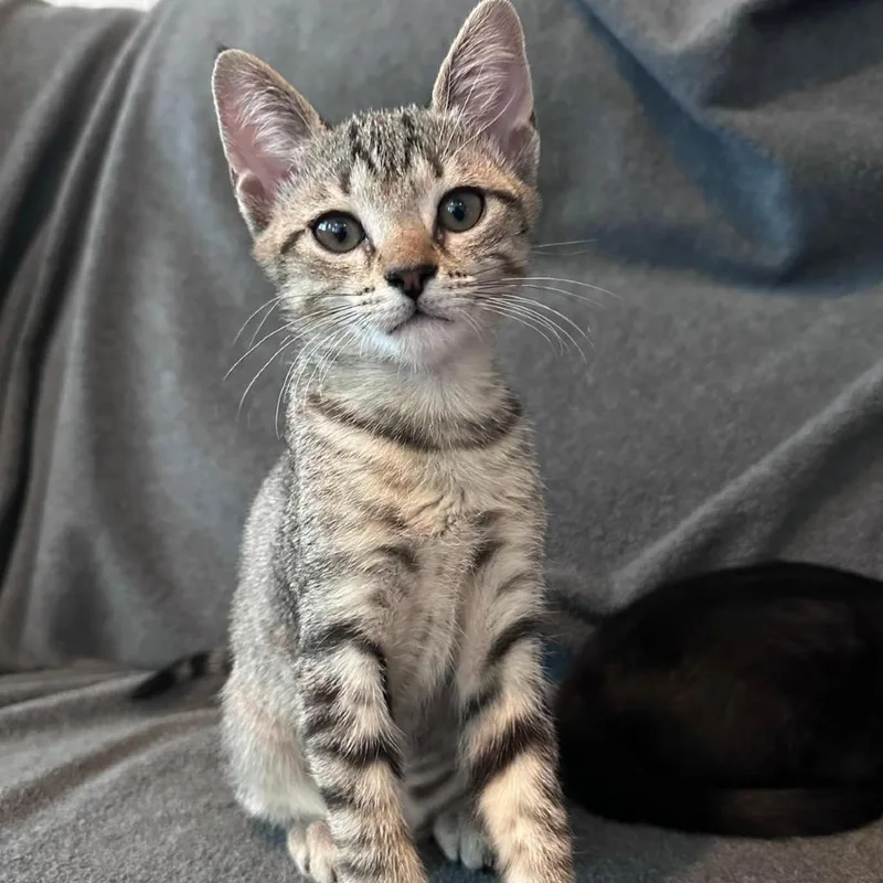A young medium-sized female Brown / Chocolate Domestic Short Hair cat named Poppy for adoption in Hamburg, NY