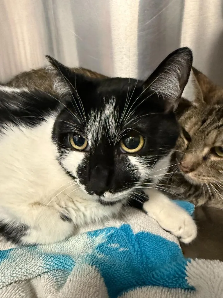 An adult small-sized female Domestic Short Hair cat named Wilsona for adoption in Thousand Oaks, CA