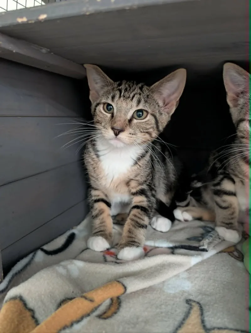 A baby medium-sized male Tabby (Brown / Chocolate) Domestic Short Hair cat named Magic for adoption in Chambersburg, PA
