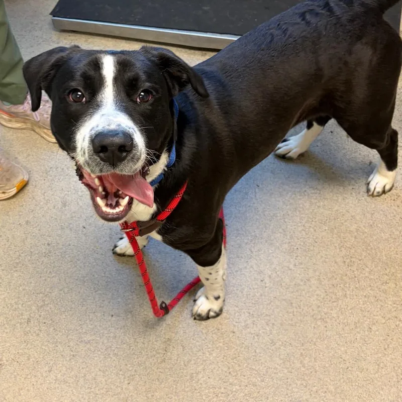 A young medium-sized male White / Cream Mixed Breed dog named Moose Track for adoption in Fredericksburg, VA