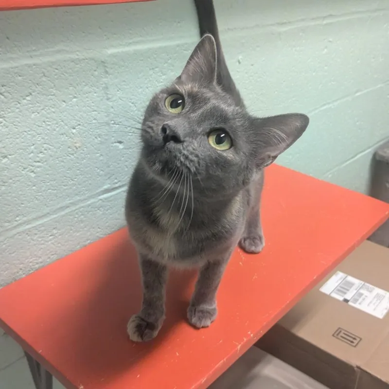 A young medium-sized female Gray / Blue / Silver Domestic Short Hair cat named Ramona for adoption in Providence, RI