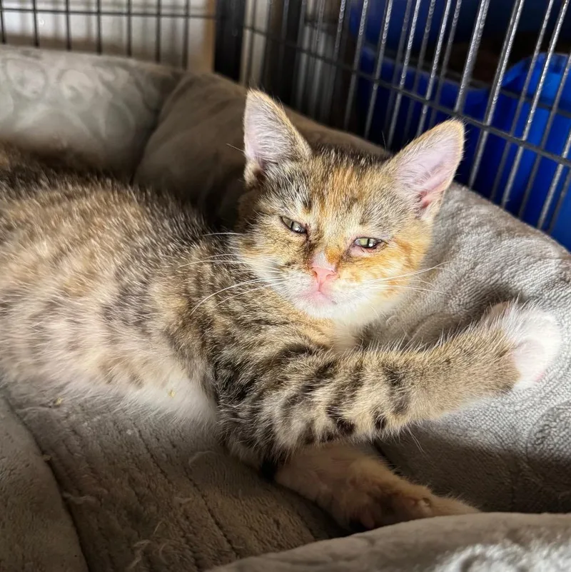 A baby medium-sized female Domestic Short Hair cat named Tootie for adoption in Saginaw, MI