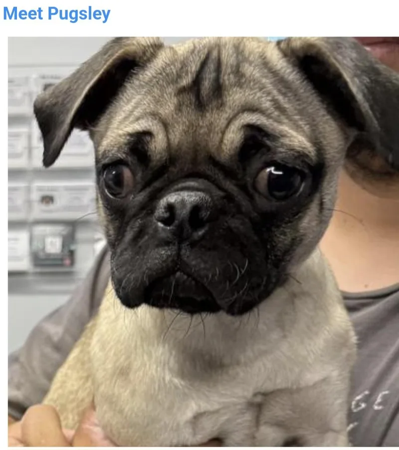 A young small-sized male Pug dog named Pugsley for adoption in Salt Lake City, UT