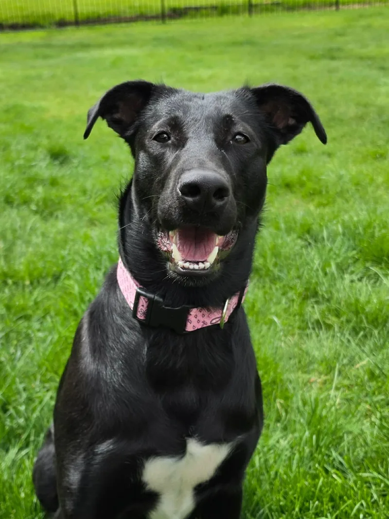 A young medium-sized female Black Mixed Breed dog named Pumpkin for adoption in Highland, NY