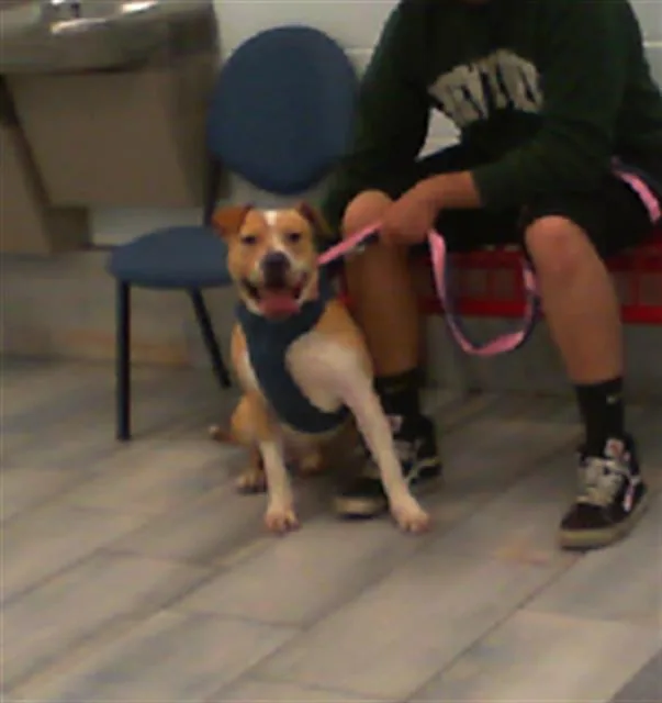 A young medium-sized male Labrador Retriever dog named Latte for adoption in Charlotte, NC
