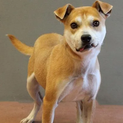 An adult medium-sized male Mixed Breed dog named Mundo for adoption in Rapid City, SD