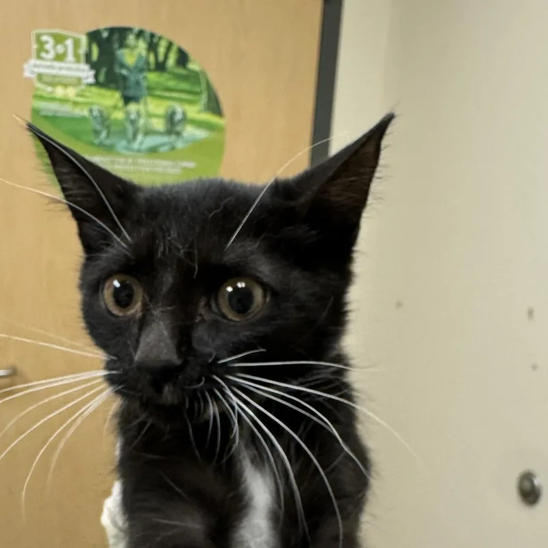 An adult medium-sized female Black Domestic Short Hair cat named Quack for adoption in Jacksonville, FL