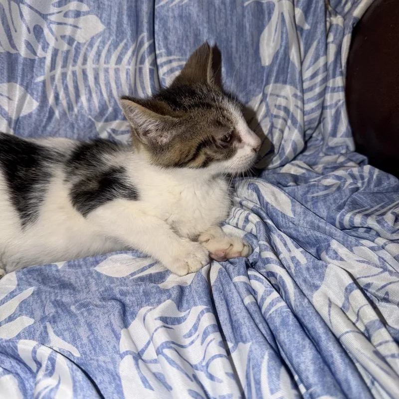 A baby small-sized male White Domestic Short Hair cat named Gilligan for adoption in Ringtown, PA