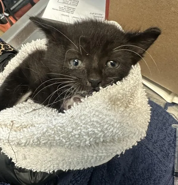 A baby small-sized male Domestic Short Hair cat named Stuffed Crust for adoption in San Diego, CA