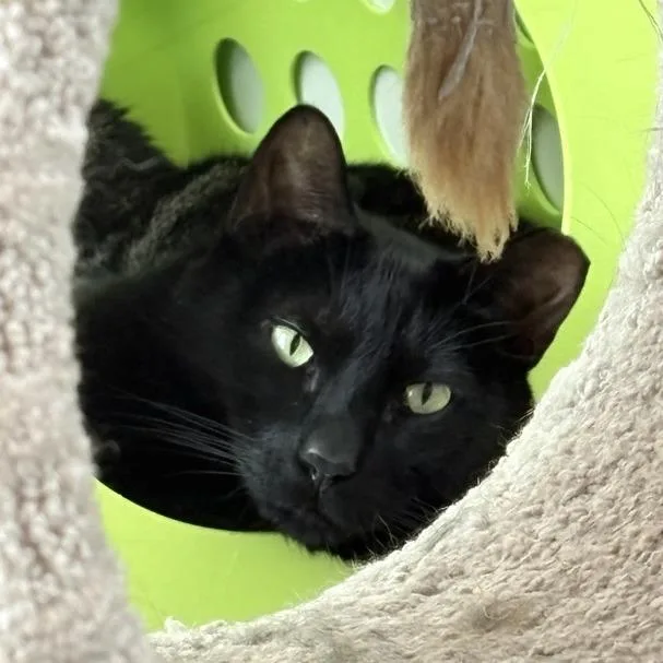 Archie