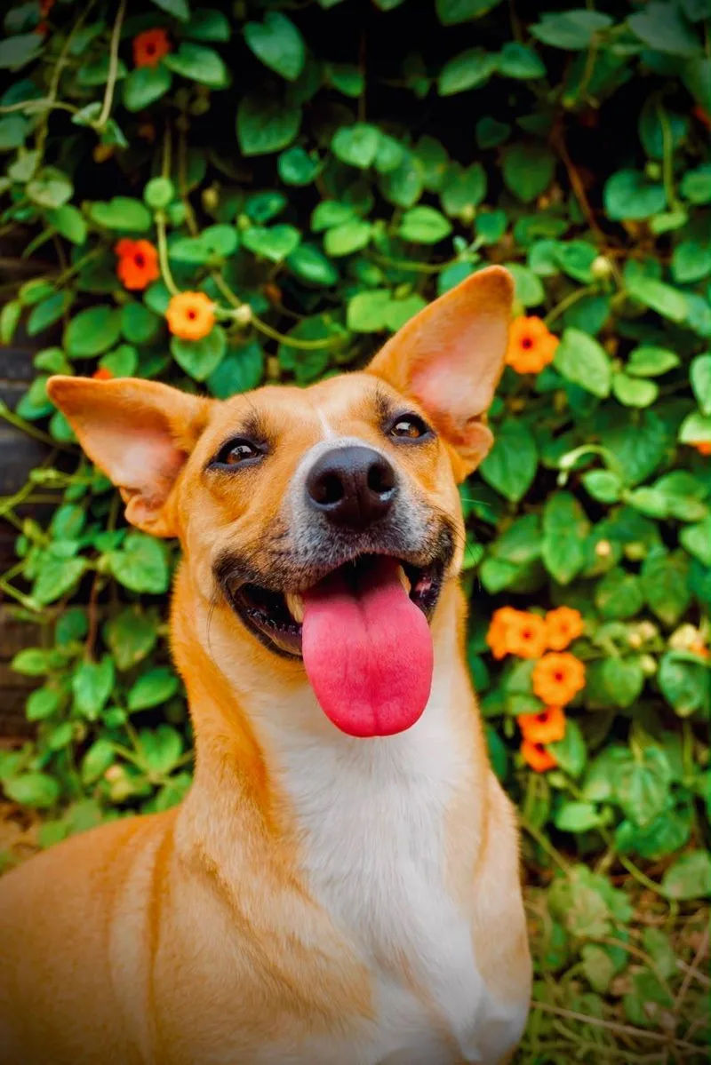 A young medium-sized female Corgi dog named Halle for adoption in San Diego, CA