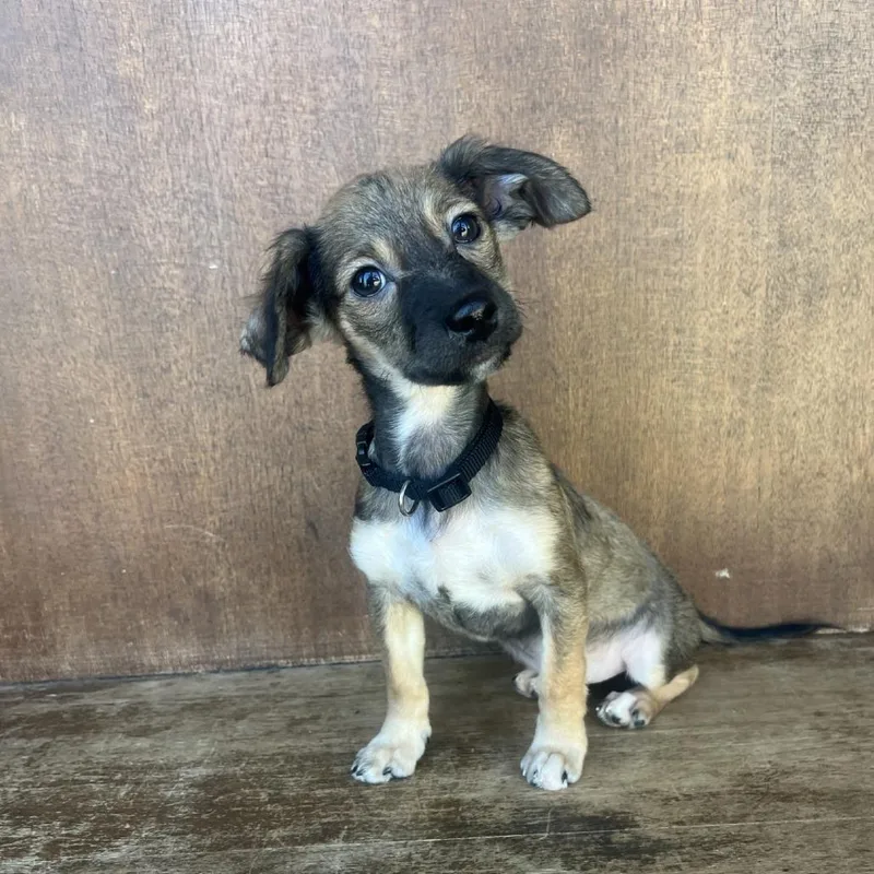 Tinkerbell thumbnail 3