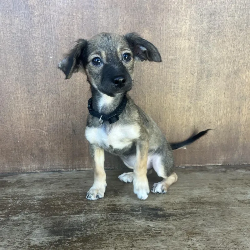 Tinkerbell thumbnail 4