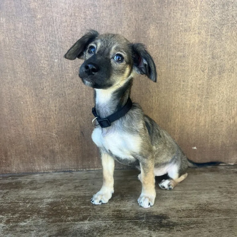 Tinkerbell thumbnail 5