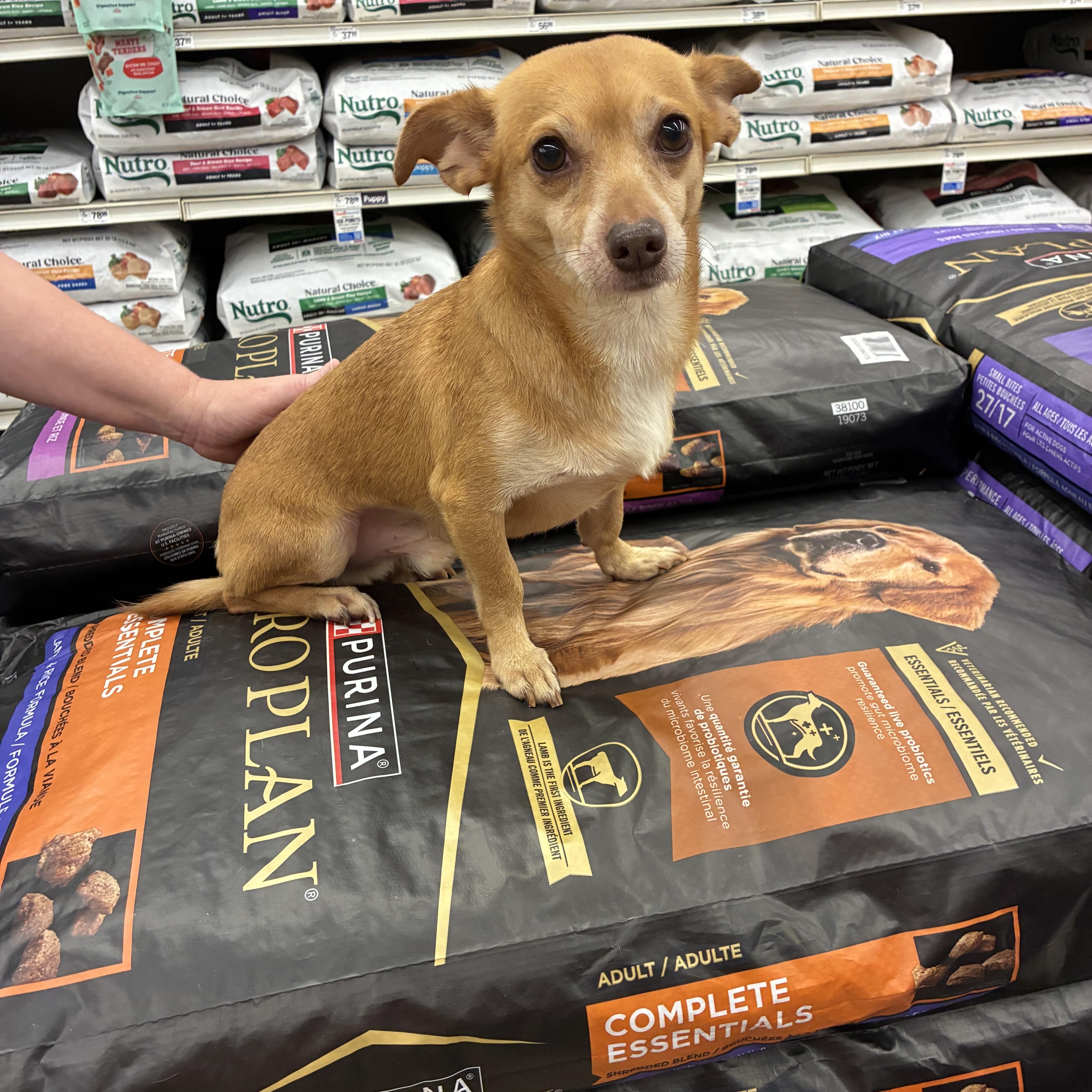 An adult small-sized male Golden Chihuahua dog named Bison for adoption in Plano, TX