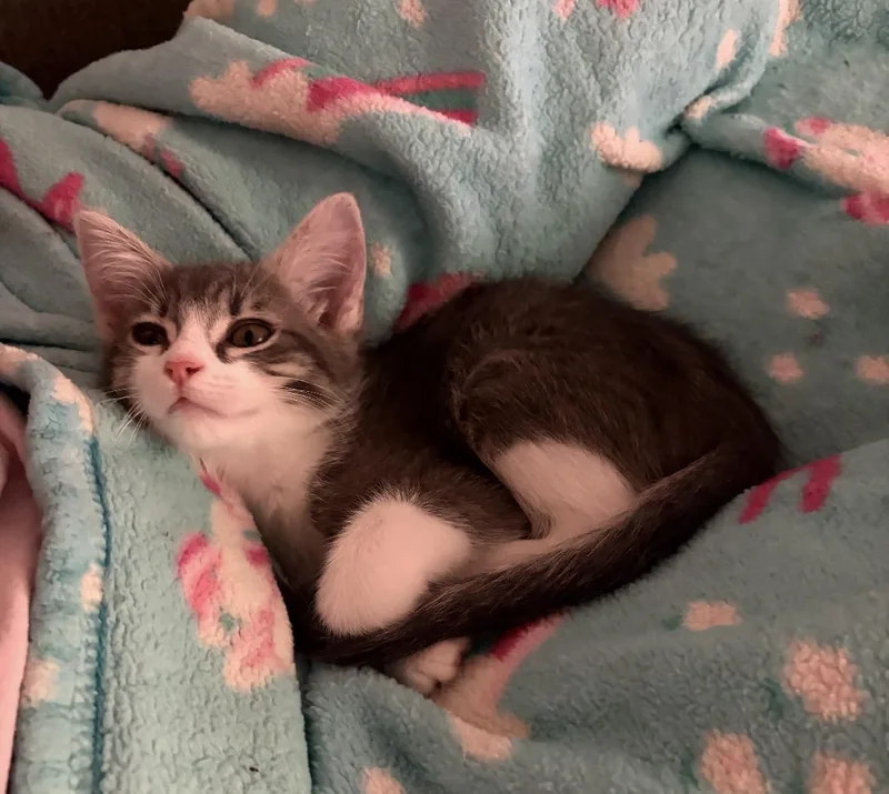 A baby small-sized female Gray / Blue / Silver Domestic Short Hair cat named Babyangel Lemonade for adoption in Chandler, AZ