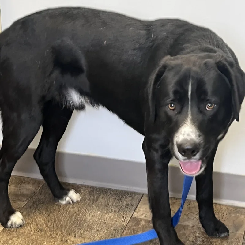 A young medium-sized male Black Labrador Retriever dog named Jett for adoption in Wilmington, OH