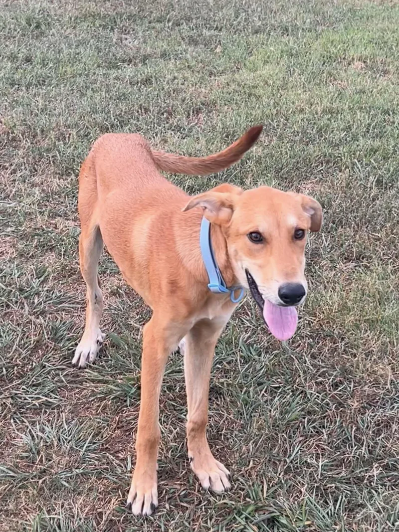 A baby medium-sized male Hound dog named Wolvie for adoption in Zimmerman, MN